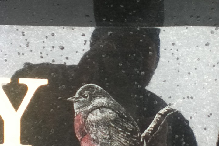 Robin